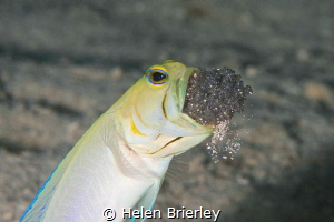 Yellowhead Jawfish aerating the eggs by Helen Brierley 